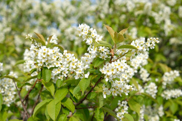 Beautiful Blooming bird cherry bush. Close-up of spring white flowers, abstract soft floral background.