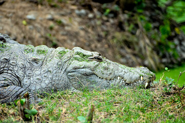 Nile crocodile (Crocodylus niloticus) taking rest on the ground