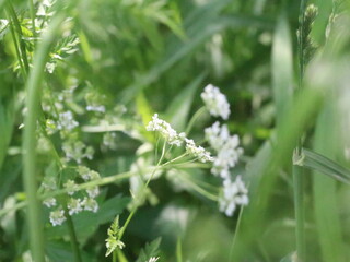 Small white flowers on blurred green background