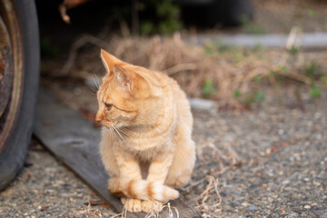 座る猫　茶トラ猫