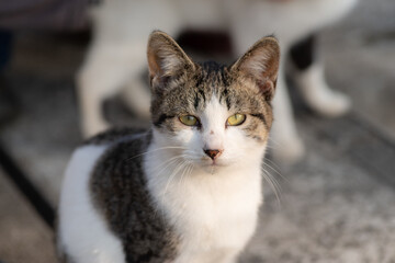 見つめる猫　キジトラ白