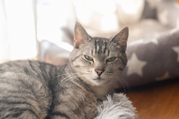 眠そうな猫　サバトラ猫