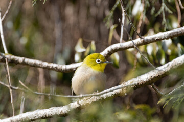 身近な野鳥　メジロ