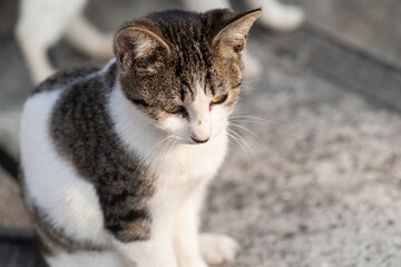 見つめる猫　キジトラ白