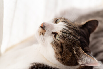 くつろぐ猫　キジトラ白