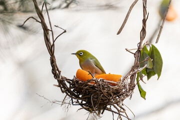 身近な野鳥　メジロ
