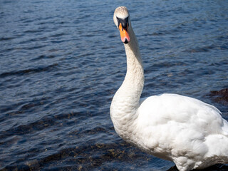 Swan cygnus olor