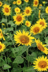 The Sunflowers　0005