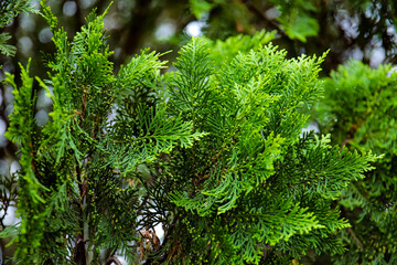 Pine Leaves like a Dragon Scales