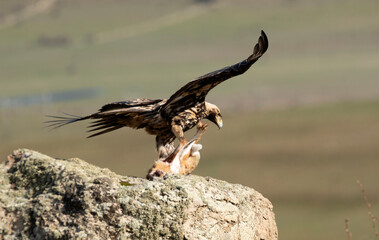 aguila imperial en la sierra abulense.