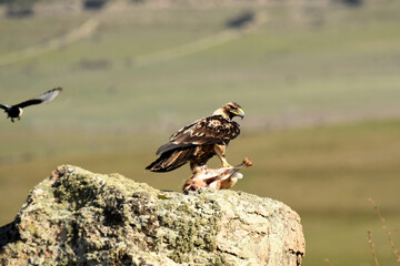 aguila imperial en la sierra abulense.