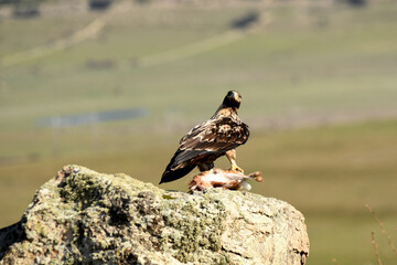 aguila imperial en la sierra abulense.