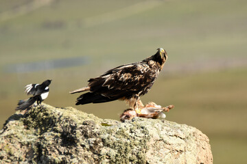 aguila imperial en la sierra abulense.