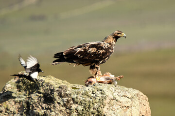aguila imperial en la sierra abulense.