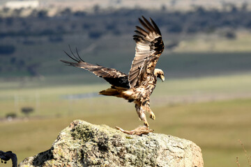aguila imperial en la sierra abulense.