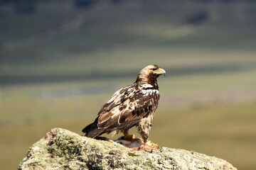 aguila imperial en la sierra abulense.