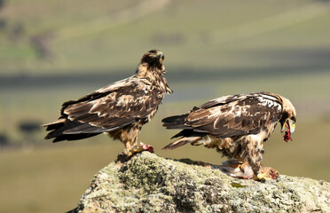 aguila imperial en la sierra abulense.