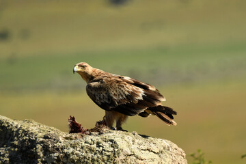 aguila imperial en la sierra abulense.