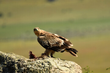 aguila imperial en la sierra abulense.