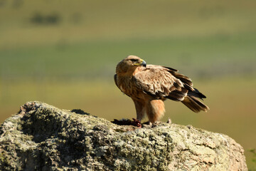 aguila imperial en la sierra abulense.