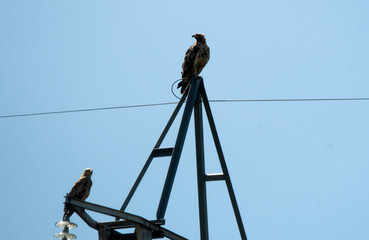 aguilas imperiales en torre de luz de alta tension