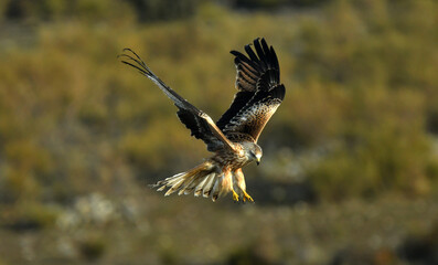 Milanos en el campo en verano
