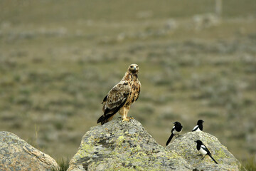 aguila imperial en la sierra abulense.