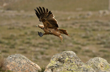 aguila imperial en la sierra abulense.