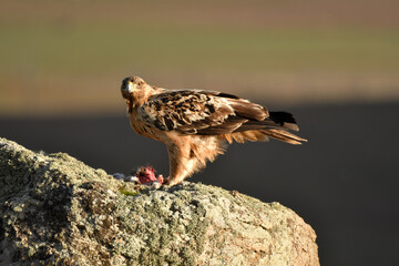 aguila imperial en la sierra abulense.