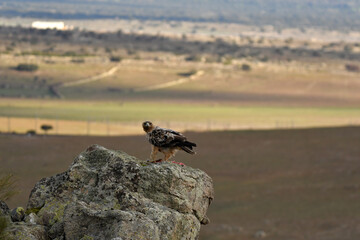 aguila imperial en la sierra abulense.