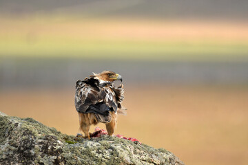 aguila imperial en la sierra abulense.