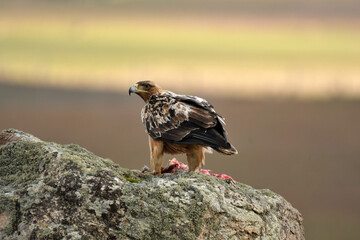 aguila imperial en la sierra abulense.