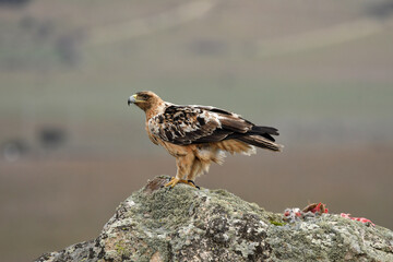aguila imperial en la sierra abulense.