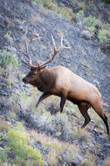 Elk or Wapiti, Cervus canadensis, walking through scrubland in Yellowstone