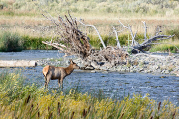 Naklejka premium Elk or Wapiti, Cervus canadensis, standing in a river