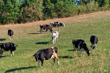 Naklejka na ściany i meble Beautiful Holstein swiss cows in Jura swiss meadows