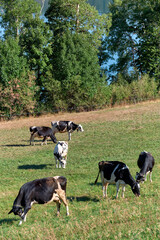 Naklejka na ściany i meble Beautiful Holstein swiss cows in Jura swiss meadows