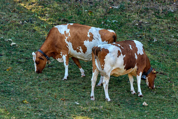 Fototapeta na wymiar Beautiful Holstein swiss cows in Jura swiss meadows