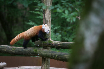 Panda roux dans le parc animalier de Sainte-Croix en Moselle