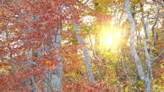 【秋】紅葉した赤色の楓の木に夕日が差し込む風景　鳥取県の大山