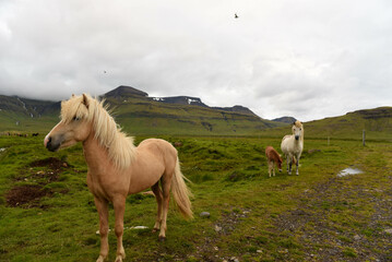 View at horses on Snaefellsnes penisola in Iceland