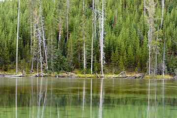 Reflections of some dead trees in a Yellowstone Lake