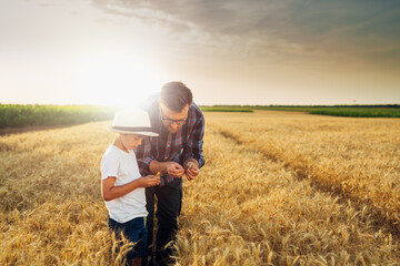 father and son examine crop on wheat field