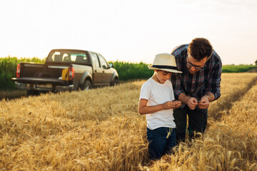 Naklejka na ściany i meble father and son examine crop on wheat field