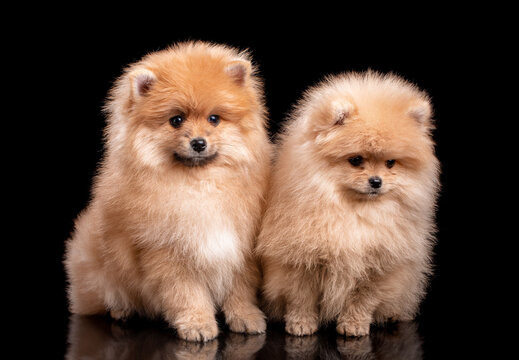 Two light brown Pomeranian Spitz on a black background in the studio.
