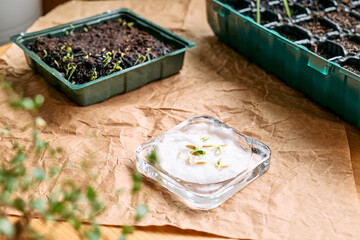 Germination of seeds. Home leisure growing seedlings in mini greenhouse. Gardening in apartment.