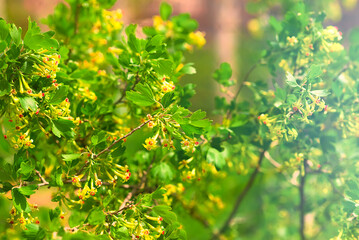 Fototapeta na wymiar blackcurrant bush blooming in spring yellow flowers