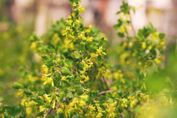 blackcurrant bush blooming in spring yellow flowers