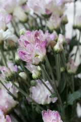 purple flowers are beautiful.