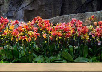 Beautiful orange phalaenopsis orchid flower. commonly known as the moon orchid (Orchid Moth) and blooming patterns in gardens with natural backgrounds.